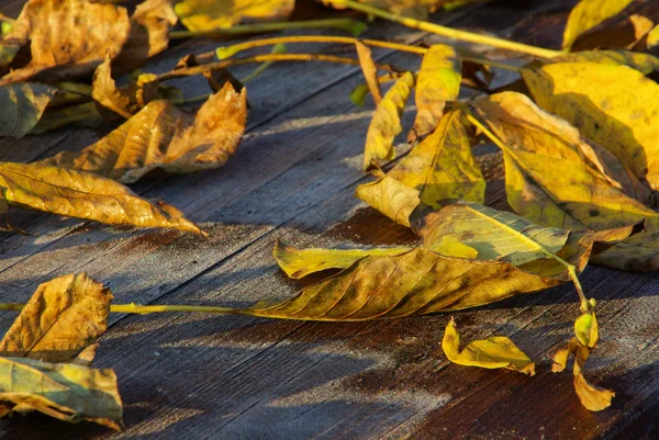 Leaf from walnut — Stock Photo, Image