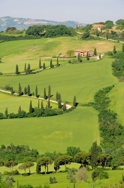 Cypress curve, Tuscany, Italy — Stock Photo, Image