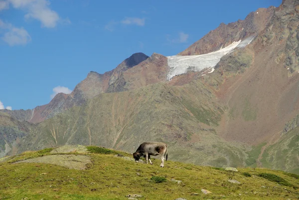 Krowa Alp — Zdjęcie stockowe