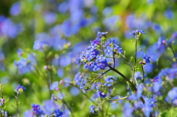 Brunnera 꽃 — 스톡 사진