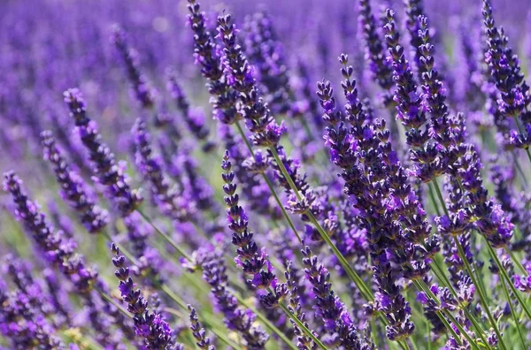 Lavanda — Fotografia de Stock