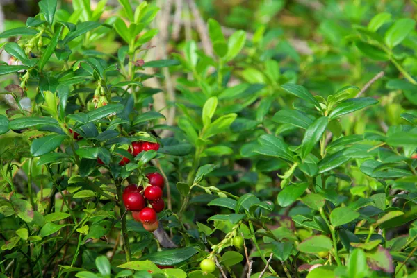 Cowberry növény — Stock Fotó