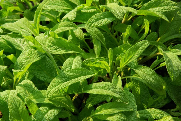 Salvia — Stockfoto