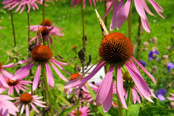 Échinacée pourpre — Photo