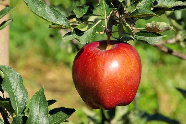 Jabłka na drzewie Obraz Stockowy