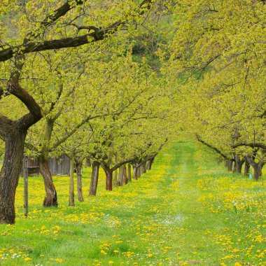 Wachau kayısı ağaçları 