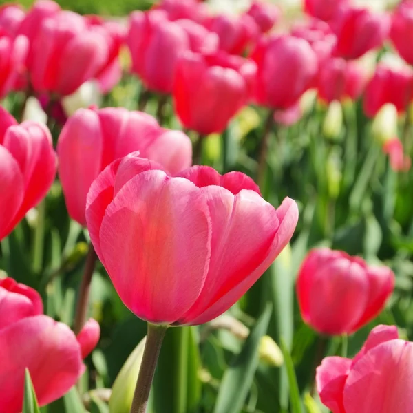 Tulip rood — Stockfoto