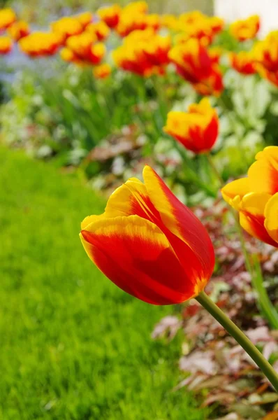 Tulip red yellow — Stock Photo, Image