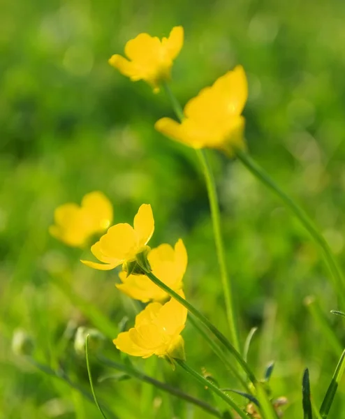 Creeping Buttercup — Stock Photo, Image