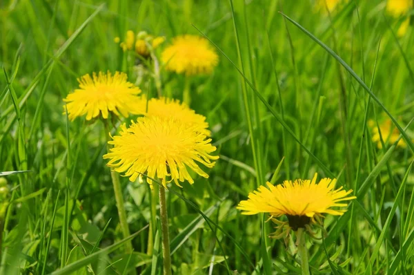 Dandelion — Stock Photo, Image