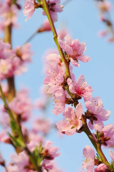 从桃花树花 — 图库照片