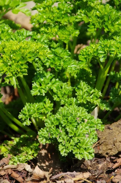 Peterselie in tuin Rechtenvrije Stockfoto's