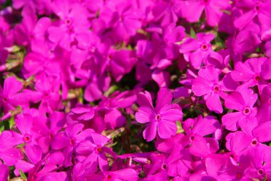 Moss phlox 