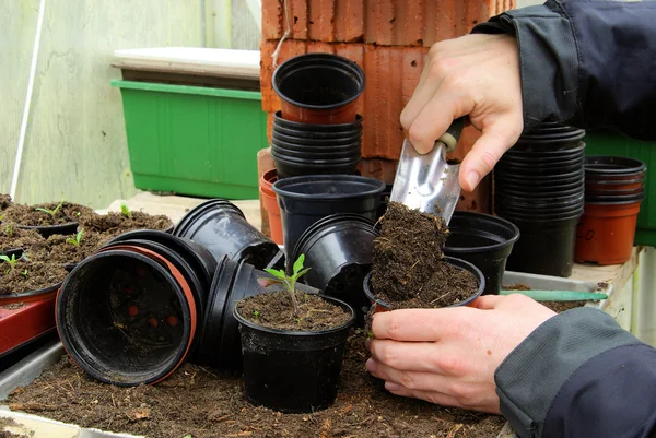 Tomatplantor — Stockfoto