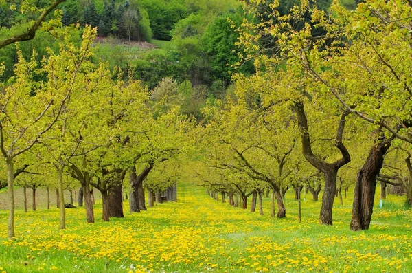 Wachau abrikoos bomen — Stockfoto