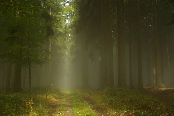 Forest in fog — Stock Photo, Image