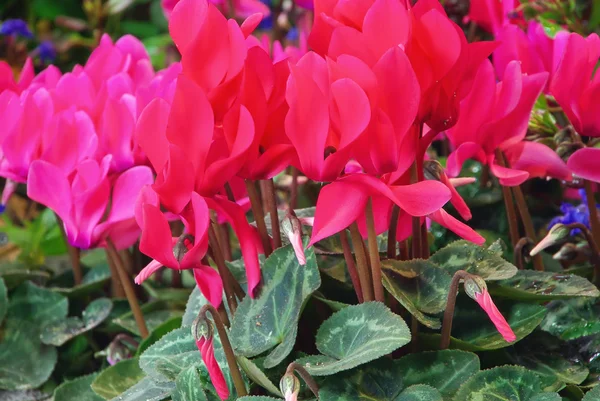 Cyclamen — Photo