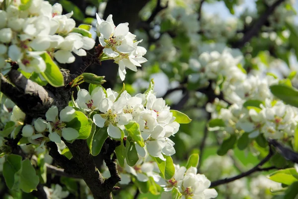 Floração da árvore de pêra — Fotografia de Stock