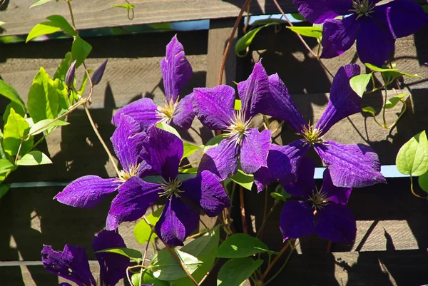 Clematis — Stock Photo, Image