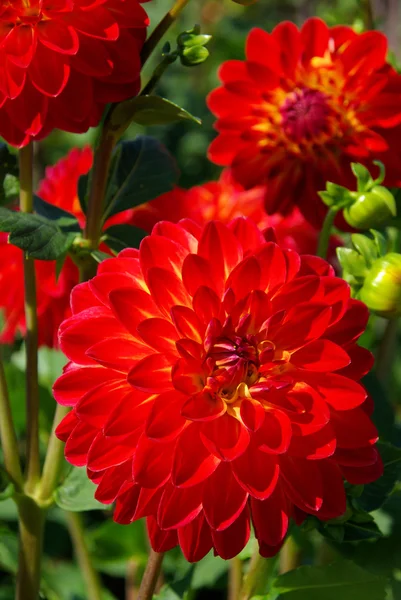 Dahlia. — Foto Stock