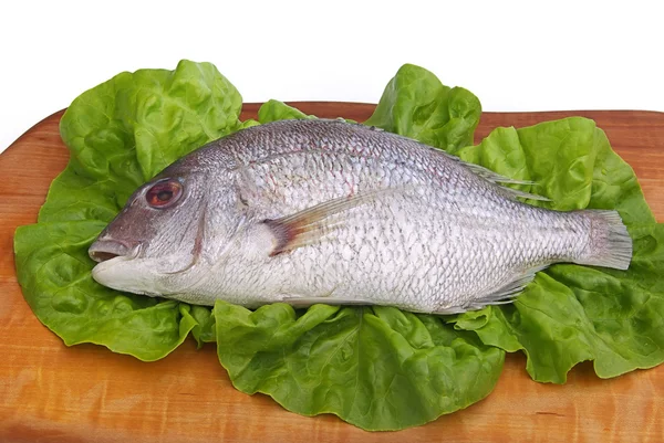 Gilt head bream — Stock Photo, Image