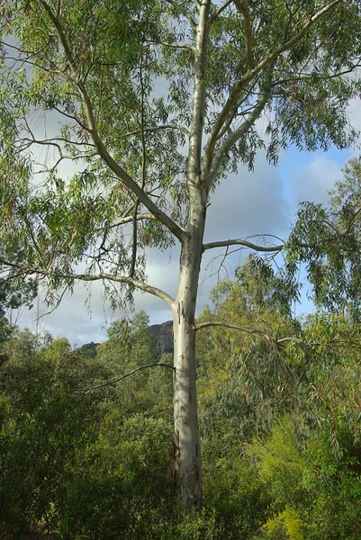 Eukalyptus — Stockfoto