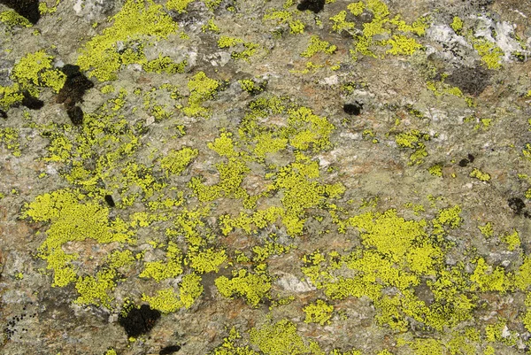 Lichen — Stock fotografie