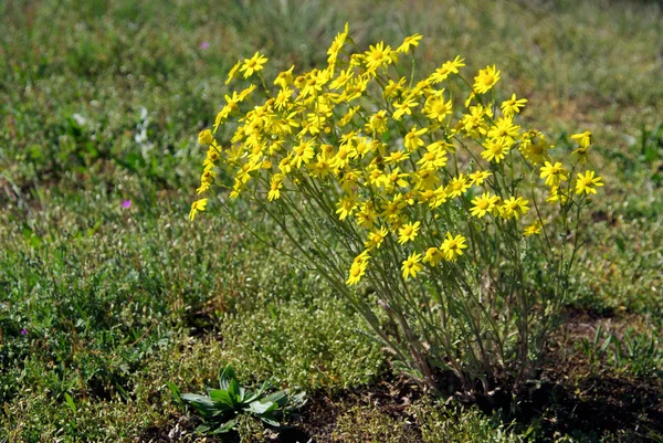 Eastern groundsel — Stock Photo, Image