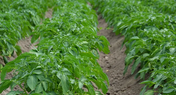 Potato plant — Stock Photo, Image