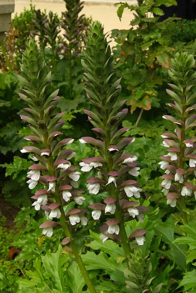 Acanthus mollis Rechtenvrije Stockfoto's