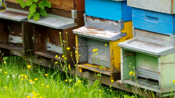 Colmenas de abejas — Vídeos de Stock