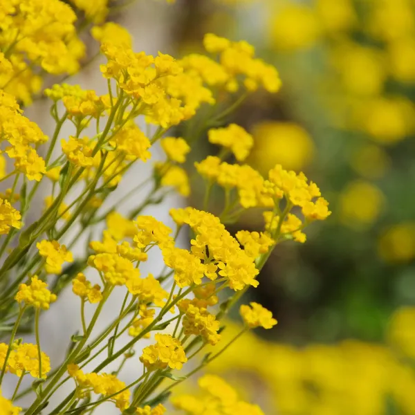 Alyssum saxatile — Stockfoto