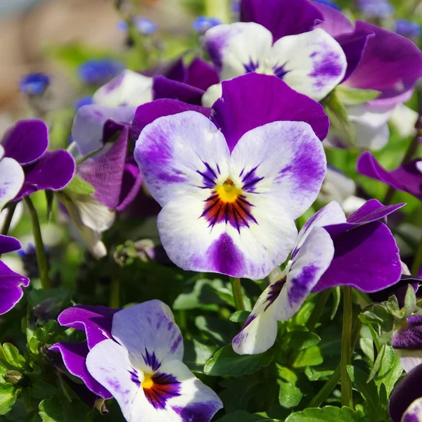 Pansy bloom — Stock Photo, Image