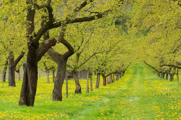 Árvores de damasco Wachau — Fotografia de Stock