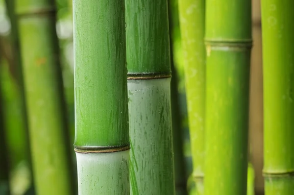 녹색 대나무 — 스톡 사진