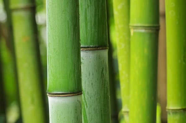 Groene bamboe — Stockfoto