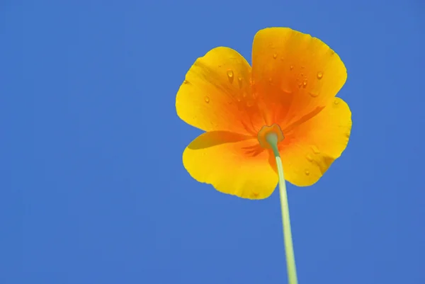 Papoula da Califórnia — Fotografia de Stock