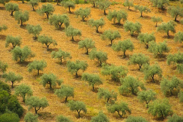 Olivenbäume — Stockfoto