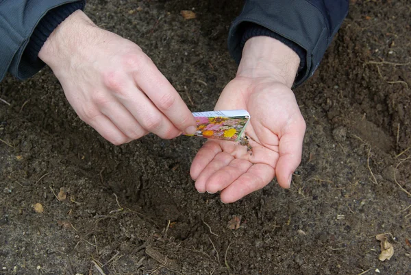 Seeds in hands — Stock Photo, Image