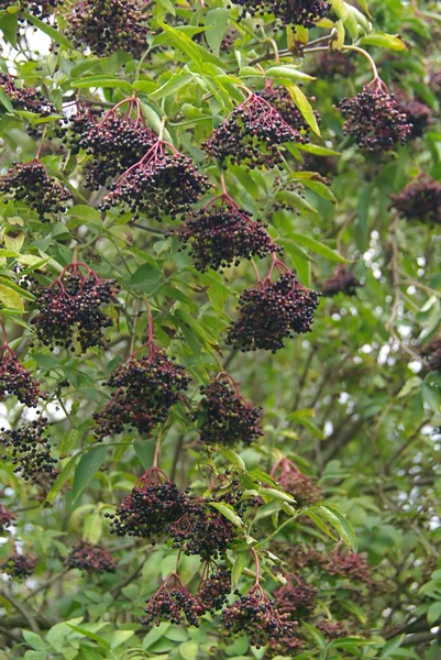 Elderberry bush — Stock Photo, Image