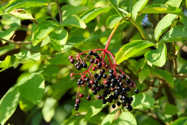 Vlierbessen branch — Stockfoto