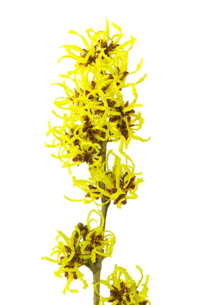 Цветок Гамамелиса — стоковое фото