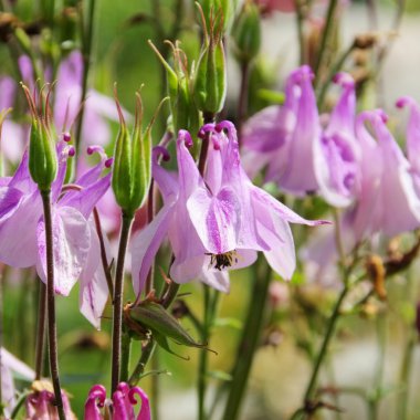 Aquilegia 