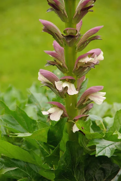 Acanthus mollisakantovými mollis — Stock fotografie