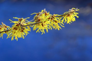 Hamamelis 