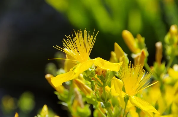 St johns wort — Φωτογραφία Αρχείου