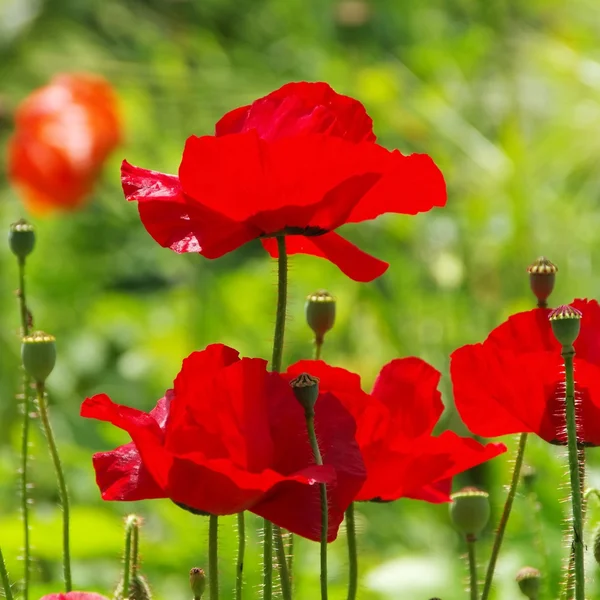 Corn poppy — Stock fotografie