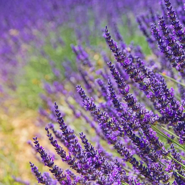 Lavendel — Stockfoto