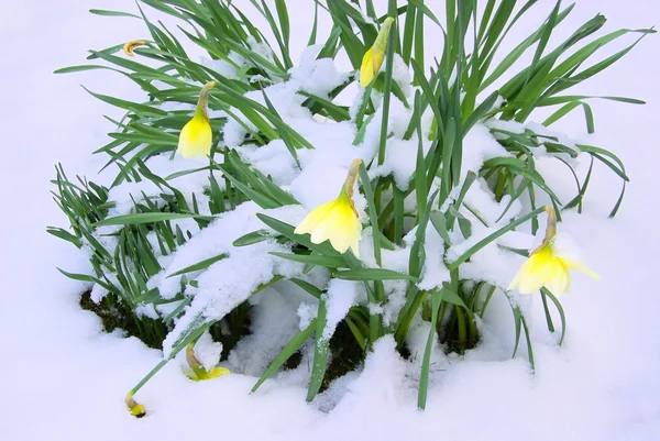 Påsklilja — Stockfoto