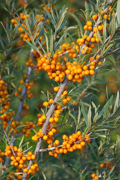 Gelbdorn — Stockfoto